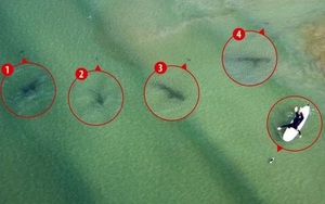 Đứng tim giây phút 5 con cá mập ‘vây hãm’ cô gái
