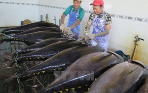 Nghề đánh cá ngừ đại dương lãi cao nhờ giá dầu giảm