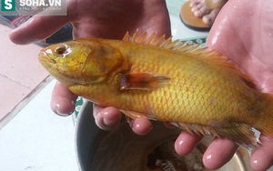 Cá rô vàng gây xôn xao ở Đà Nẵng có quý hiếm không?