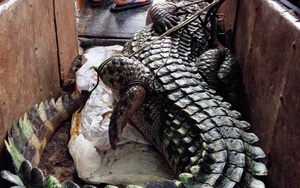 Truy tìm nguồn gốc của con cá sấu nặng hơn 70kg trong đầm Vân Trì