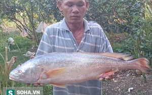 Bắt được cá nghi là sủ vàng, cả nhà canh chừng vì sợ mất trộm