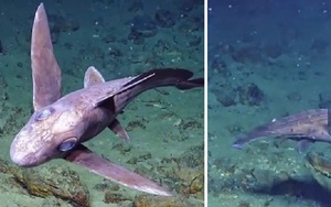 Lần đầu tiên ghi lại được hình ảnh cá mập ma kỳ dị bơi lội dưới biển sâu