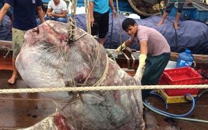 Ngư dân Nghệ An bắt được cá mặt trăng "khủng" gần 1 tấn