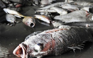 Đề xuất Chính phủ hỗ trợ chuyển đổi nghề cho ngư dân vùng cá chết