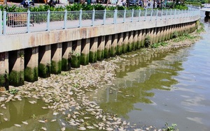 Bàn giải pháp cứu đàn cá Nhiêu Lộc - Thị Nghè