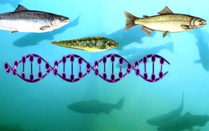 Sự thật về tốc độ tăng trọng khủng khiếp của cá hồi biến đổi gen