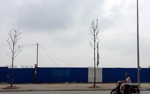 Cây Hà Nội mới trồng chết khô hàng loạt