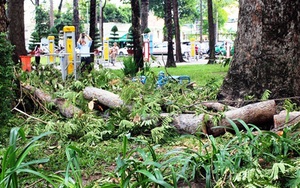 Cụ bà bị cành cây trong công viên Tao Đàn rơi trúng đã tử vong