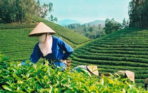 Rẻ bèo như... chè Việt Nam!