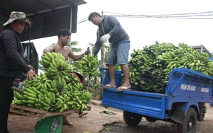 Trung Quốc gom mua khiến giá chuối tăng mạnh