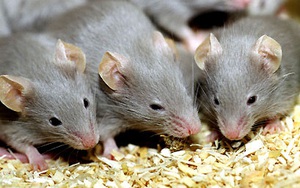 Cả giới khoa học và chúng ta phải cảm ơn một chú chuột không tên yểu mệnh