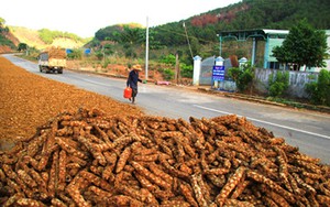 Thương lái ồ ạt thu mua cây cu li