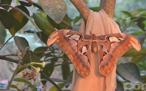 Phát hiện bướm khổng lồ khi đi tưới cây