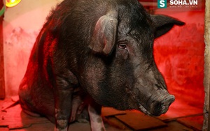 Phỏng vấn con lợn "biết chửi người" ở Liên đoàn xiếc Việt Nam