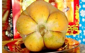 Đồng Tháp: Kỳ lạ trái đu đủ có hình hoa mai Nam bộ