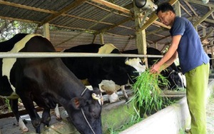 Sau chỉ đạo của Bí thư Đinh La Thăng: Trên 900 hộ dân nuôi bò vẫn lao đao vì chưa bán được sữa