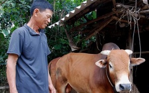 Gặp lại 'con bò vô vọng' trong lũ dữ ở xã Văn Hóa