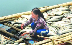 'Thủ phạm' gây chết cá sông Bưởi bị phạt gần 4 tỷ đồng