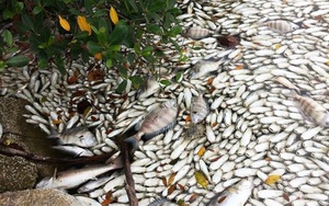 8 vụ cá chết hàng loạt trên thế giới gây xôn xao