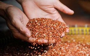Nguy kịch vì bỏ viện về ăn gạo lứt