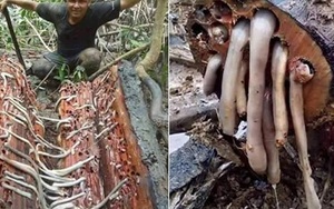 Có 1 sinh vật "khổng lồ" trốn trong thân gỗ khiến ai cũng phải khiếp sợ