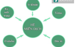 Thực phẩm này vừa rẻ, vừa tốt cho hệ miễn dịch