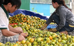 Nguy cơ xóa sổ đặc sản trái hồng Đà Lạt vì thông tin thất thiệt