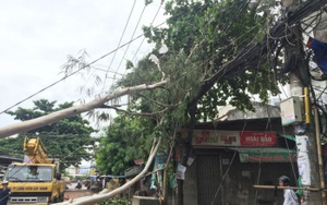 Luật "rừng": Hợp tác xã đòi phạt tiền dân vì bão làm đổ cây