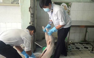 Hơn 350kg heo sữa thối bị bắt khi sắp vào nhà hàng, khách sạn lớn