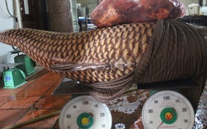 Sang tận Campuchia mua cá hô "khủng" quý hiếm về Sài Gòn