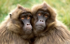 Một con khỉ đầu chó đã sống hơn 2 năm bằng một quả tim lợn, tiếp theo sẽ là con người?