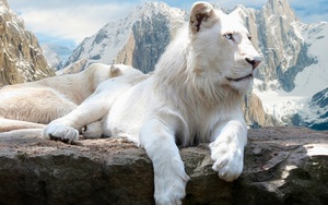 Chú sư tử trắng cực hiếm "trăm năm có một" mới ra đời ở Mỹ