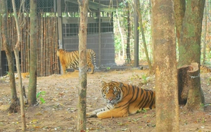 Không có tê giác chết tại Vinpearl Safari