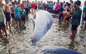 Chùm ảnh quá trình giải cứu cá voi "khủng" ở Nghệ An