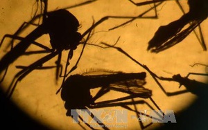 Nga ghi nhận trường hợp nhiễm virus Zika đầu tiên