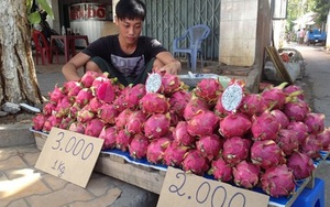 Nghịch lý thanh long cuối vụ giá giảm kỷ lục, thương lái ép nhà vườn tới chân tường