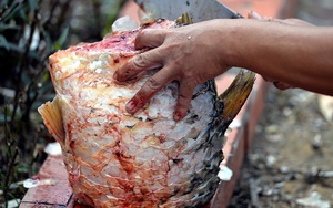 Mổ cá chết trên bờ Hồ Tây: Cảnh báo của 2 PGS hóa và thực phẩm!