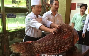 “Thủy quái” nặng 130kg, dài 1,5m vừa về Sài Gòn