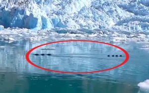 Quái vật biển tại Alaska: "Không ai biết là gì!"