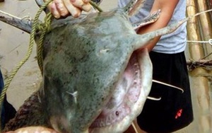 Cần thủ Nghệ An câu được cá khổng lồ, nặng 25kg