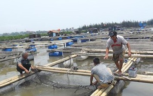 Cá chết tại sông Bạng: Sở TN-MT Thanh Hóa nói gì?