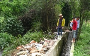 Phát hiện Công ty Đài Loan vứt hàng trăm xác heo ra sông Sài Gòn