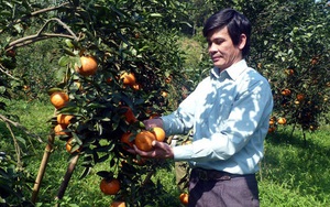 Xã có đến 41 tỷ phú "chân đất" từ trồng cam sành