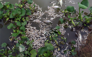 Nghệ An: Cá chết trắng sông chưa rõ nguyên nhân