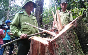 Thêm 3 nghi can vụ phá rừng pơ mu ra đầu thú