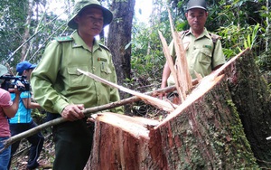 Thêm 3 nghi can vụ phá rừng pơ mu ra đầu thú