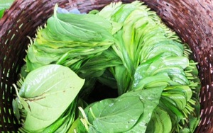 Hãy dùng lá này súc miệng, bỏ qua nước hoá chất đang quảng cáo rầm rộ