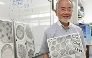 Nobel Y tế 2016 mở ra cơ hội chữa trị ung thư