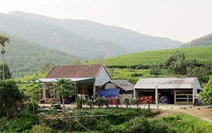 Kinh hãi đàn voi rừng liên tục 'ghé thăm' vườn nhà