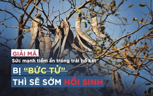 Những bài thuốc "danh bất hư truyền" từ loại quả dân dã sắp bị "bức tử" ở Việt Nam